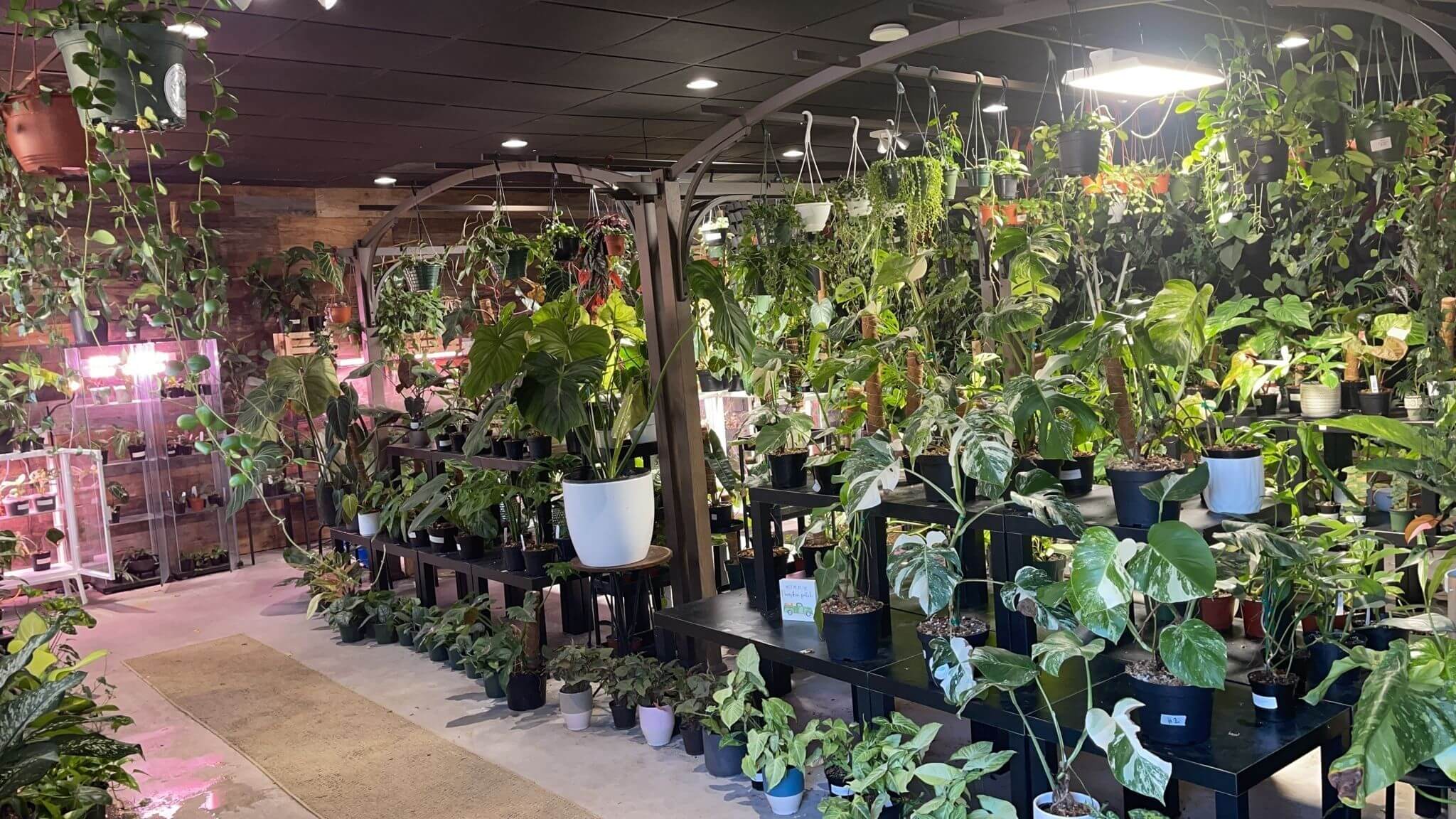 Gallery - Succulents Empire