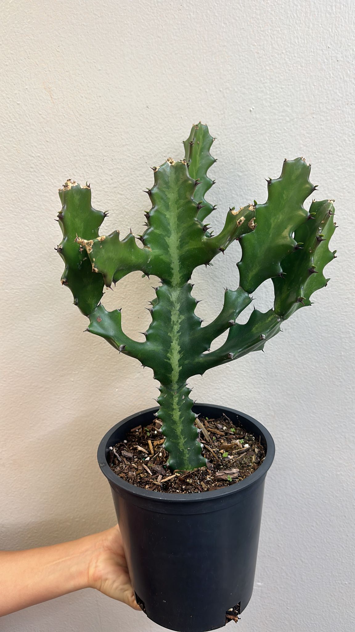 Cactus Euphorbia