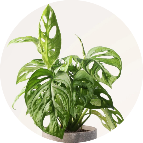 Monstera adansonii - Succulents Empire