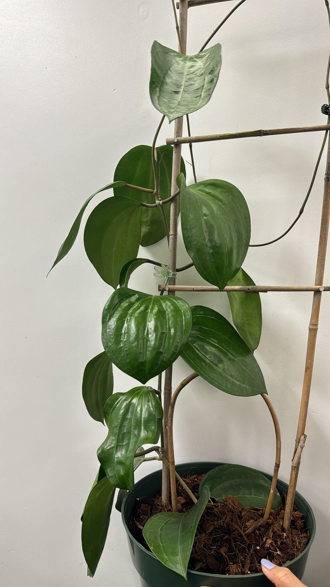 Hoya latifolia 8”