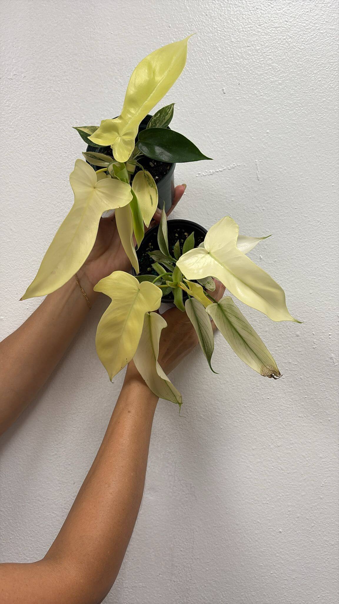 Philodendron Florida ghost mint 4”