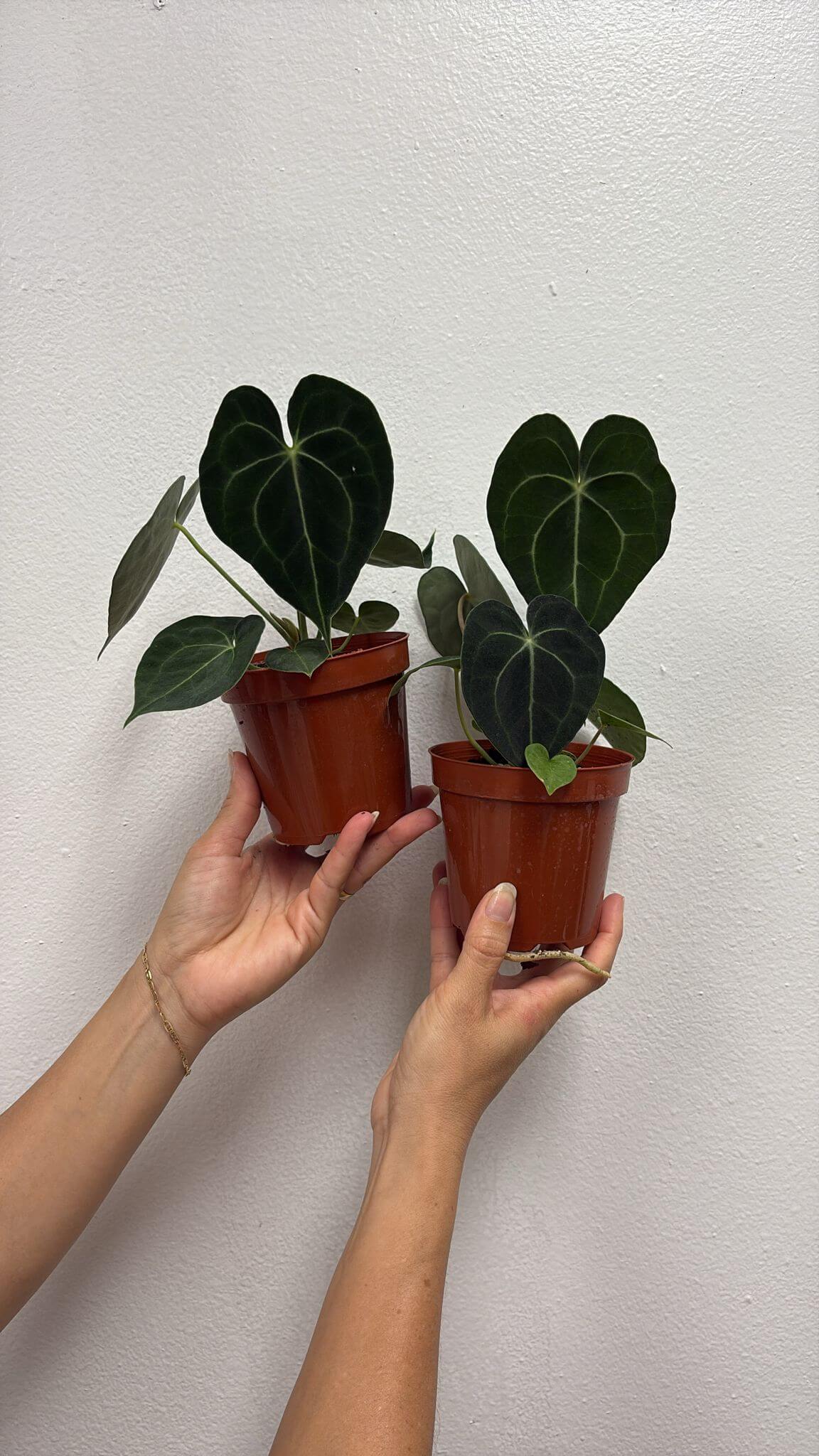 Anthurium clarinervium 4”