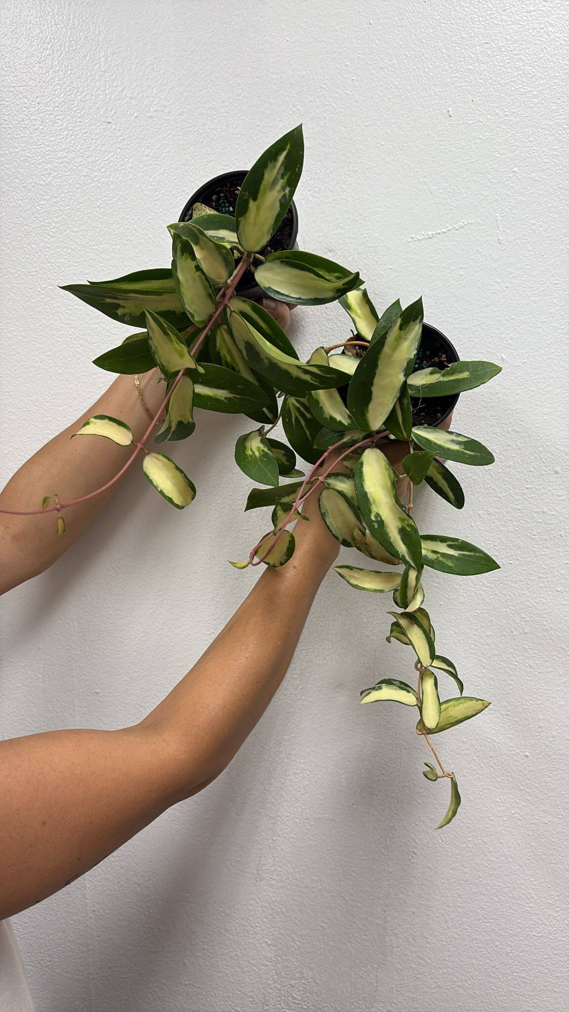 Hoya acuta verticillata 4”