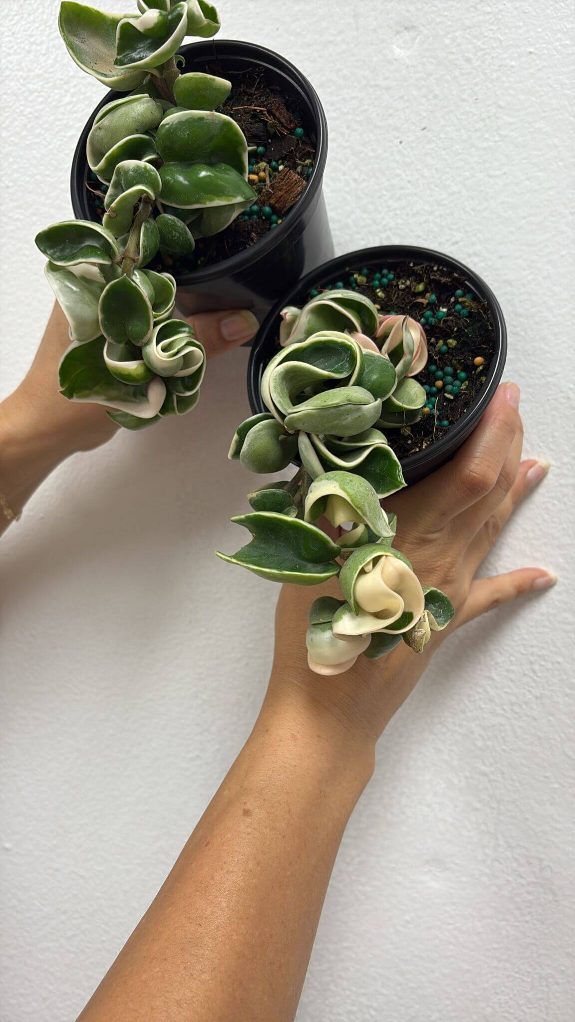 Hoya Hindu rope variegated 4”