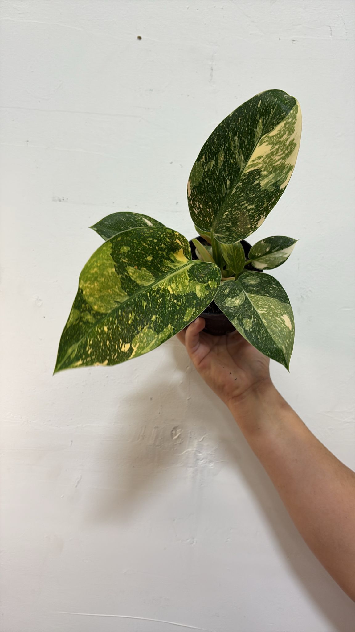 Philodendron Congo nuclear 4”