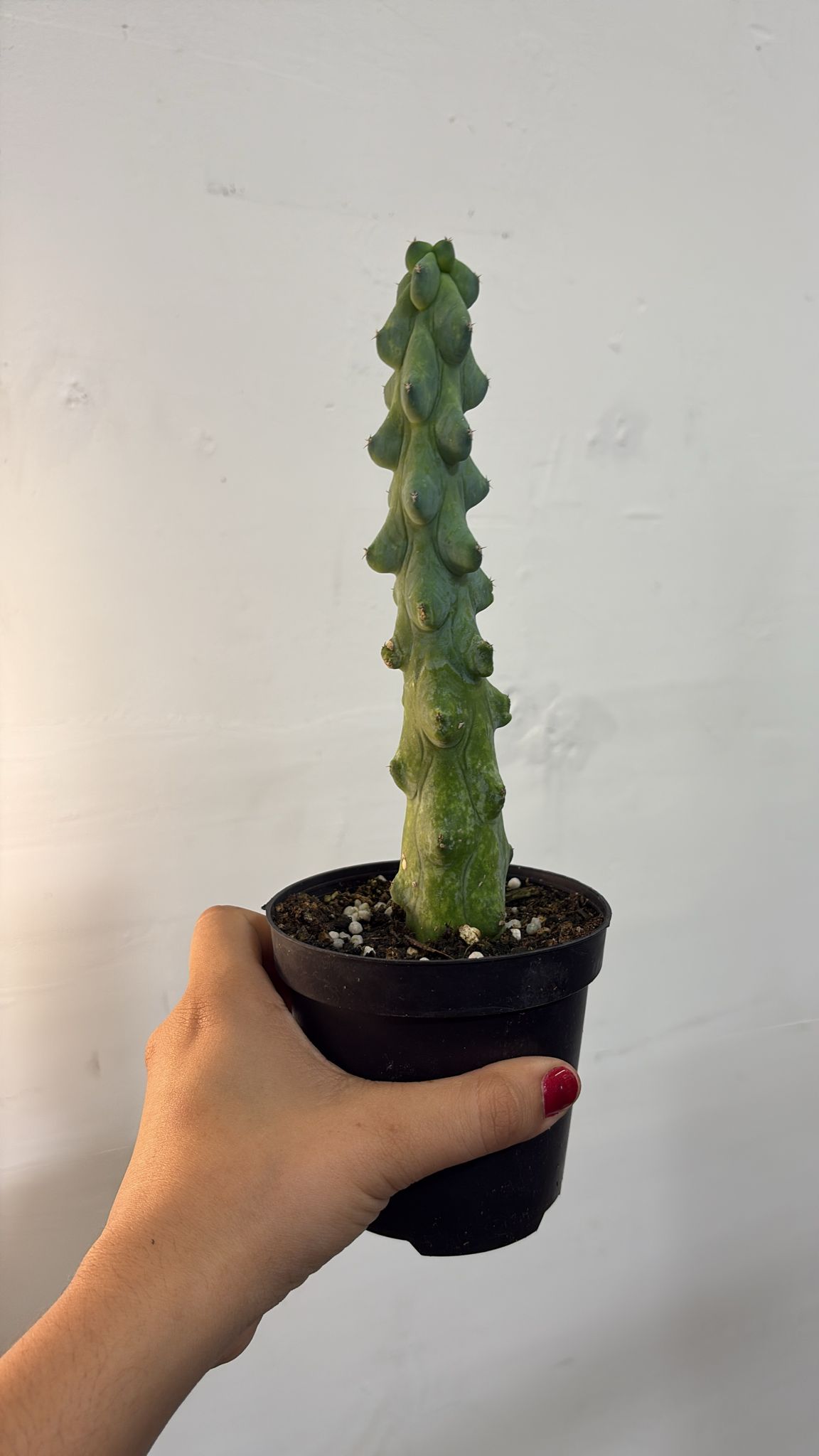 Boobie cactus 4”