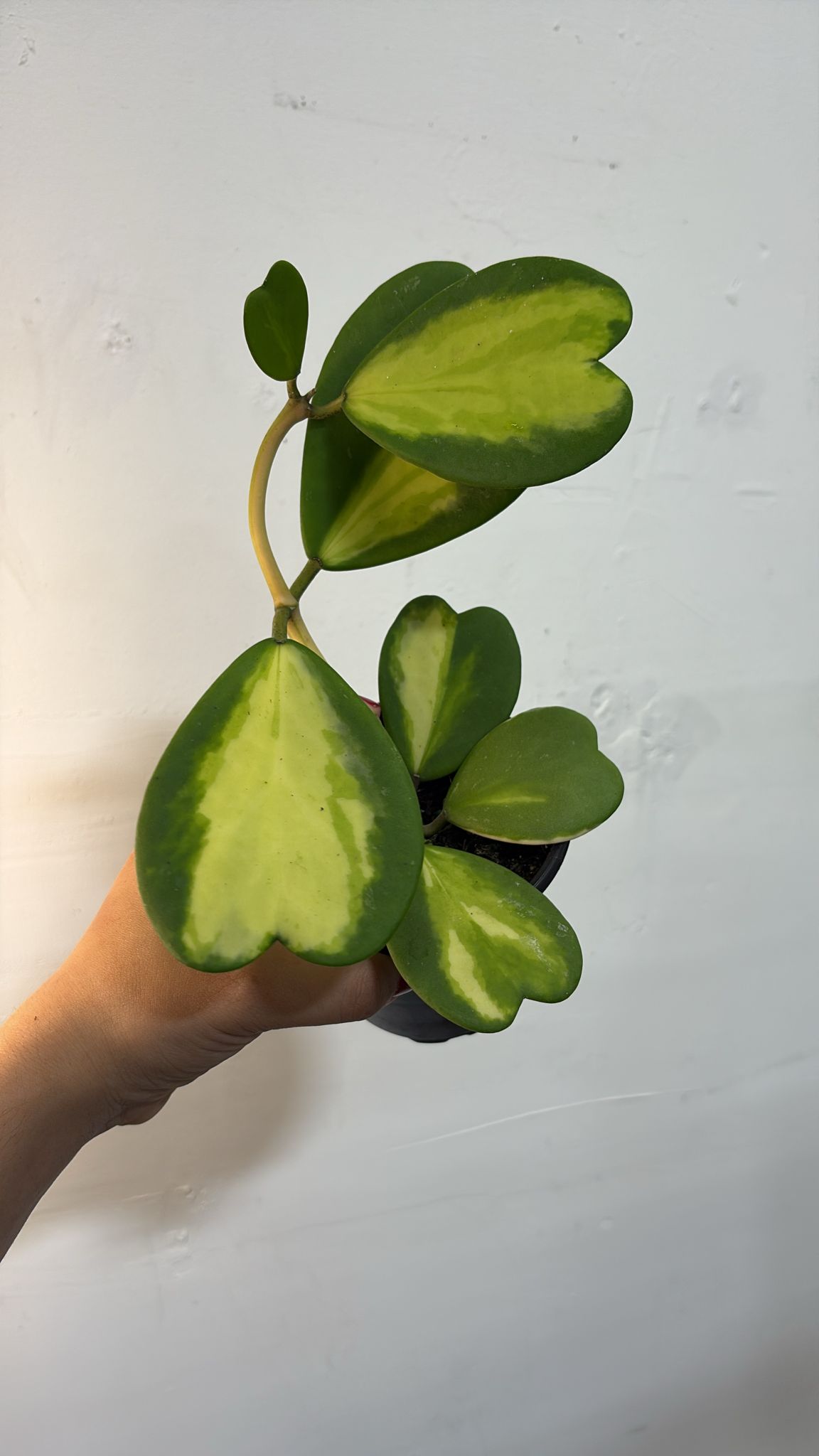 Hoya Kerri reserve 4”