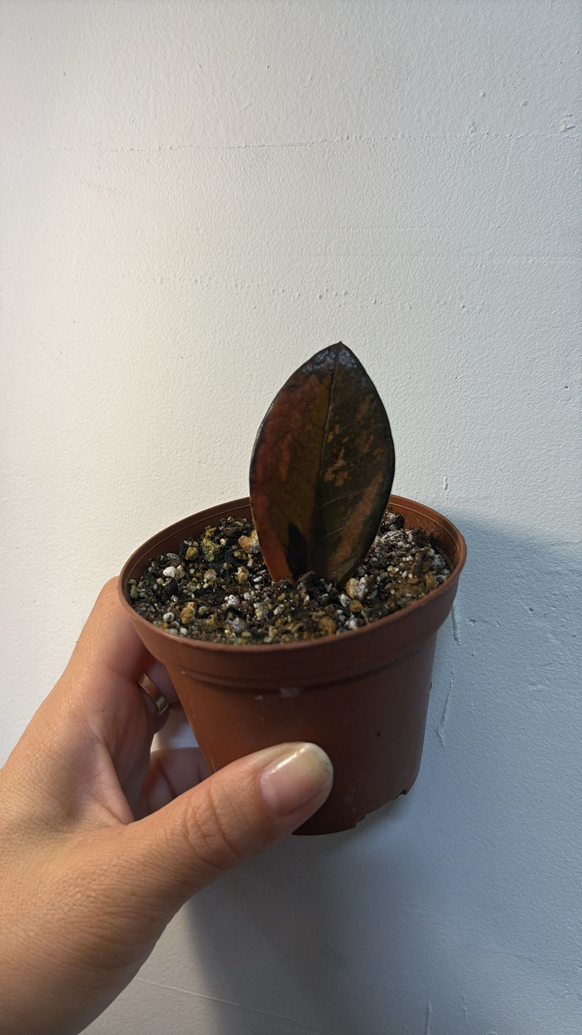 Zzz black pink variegated 3”