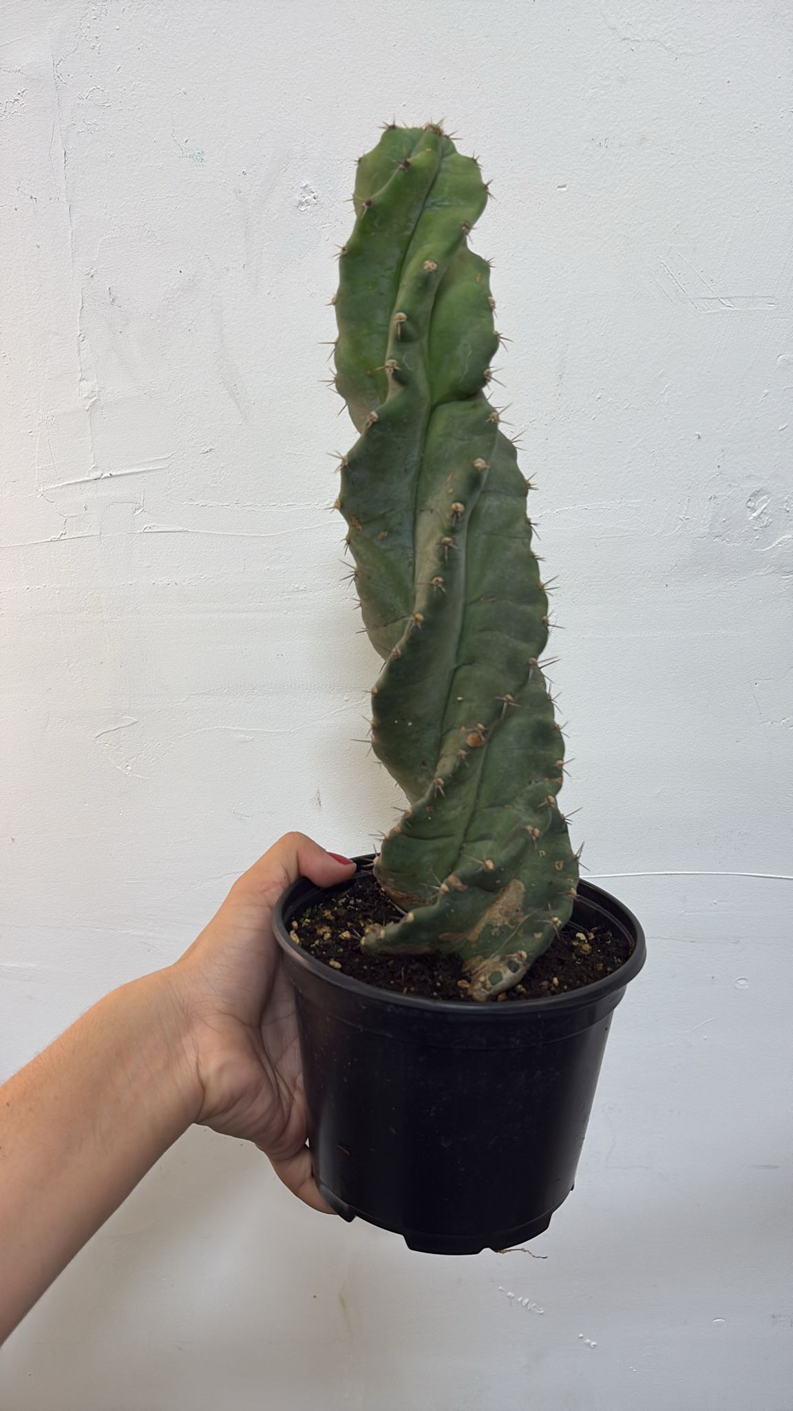 Spiral cactus 6”