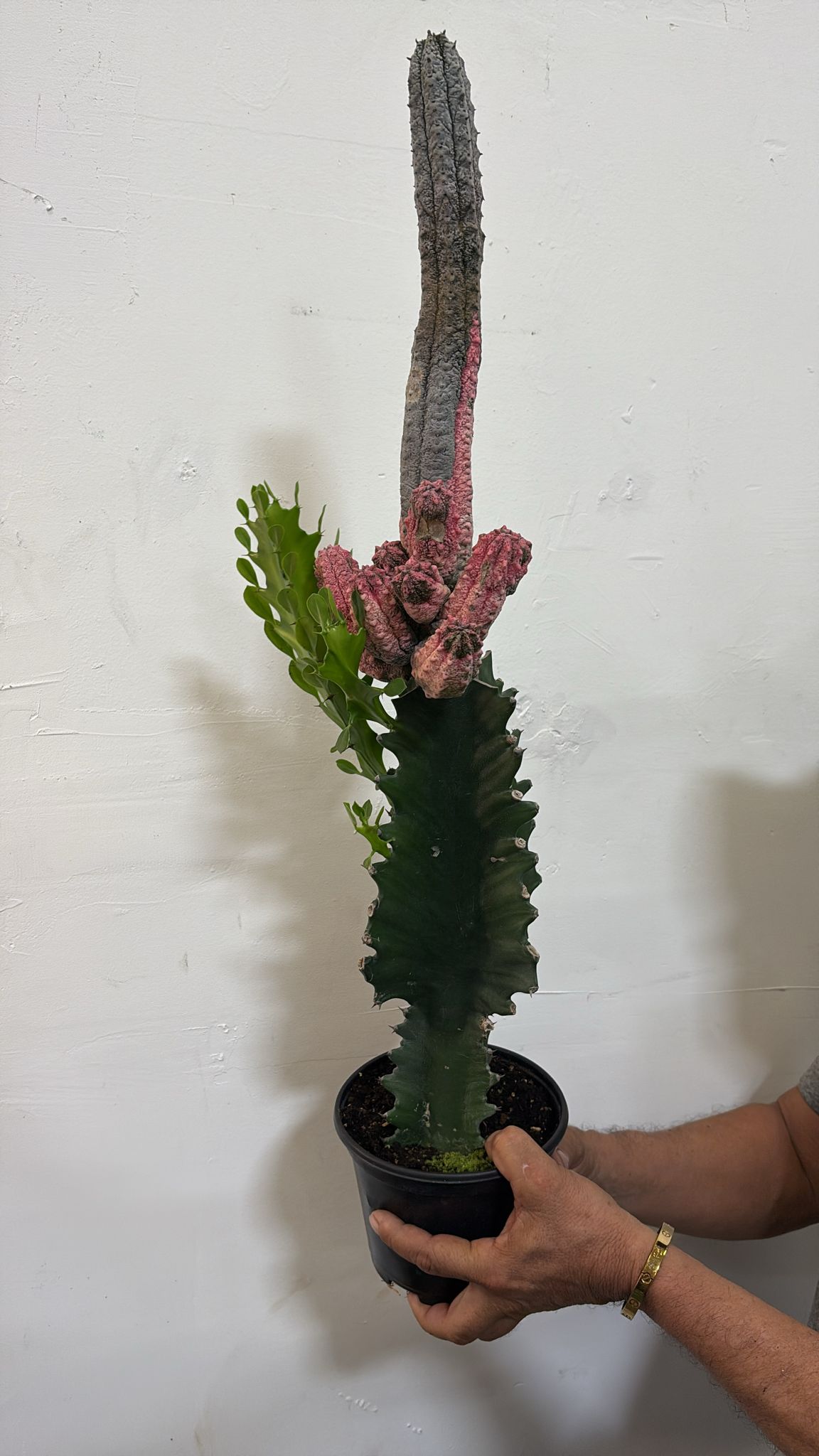 euphorbia abdelkuri variegated 6”