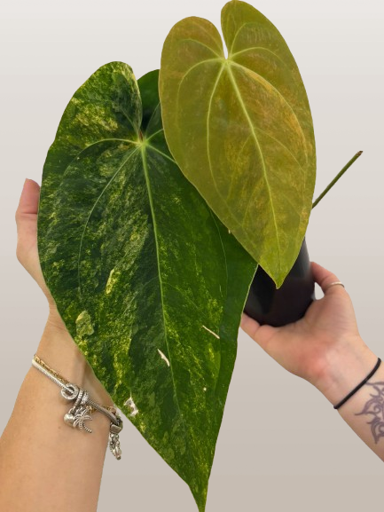 Anthurium papi variegated 4”
