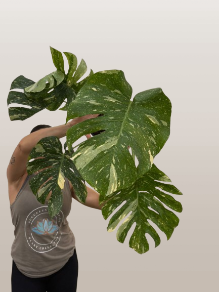 Monstera Thai 3GL