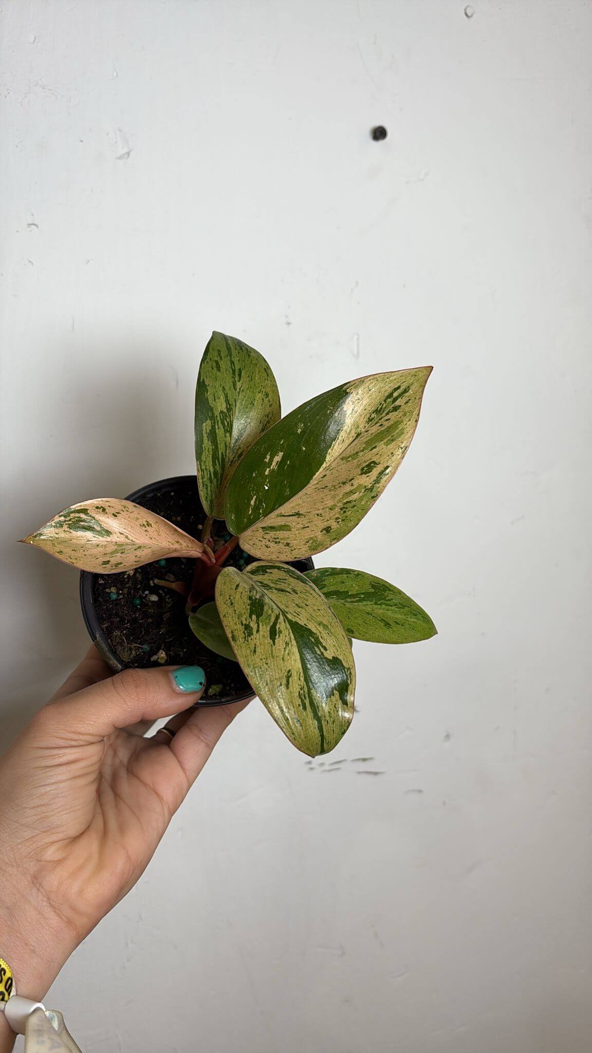 Philodendron Congo mint 4”