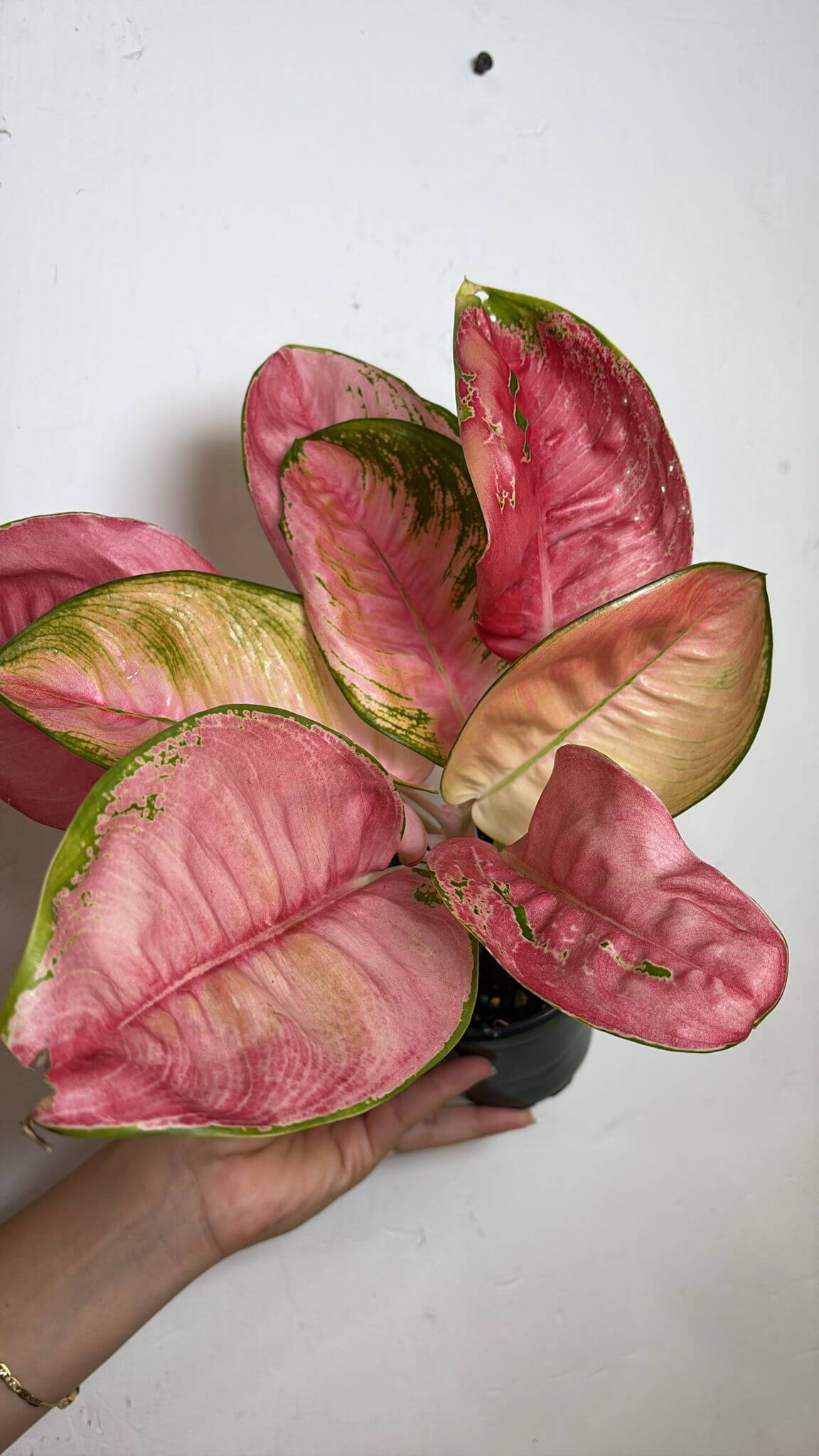 Aglaonema pink lotus 4”