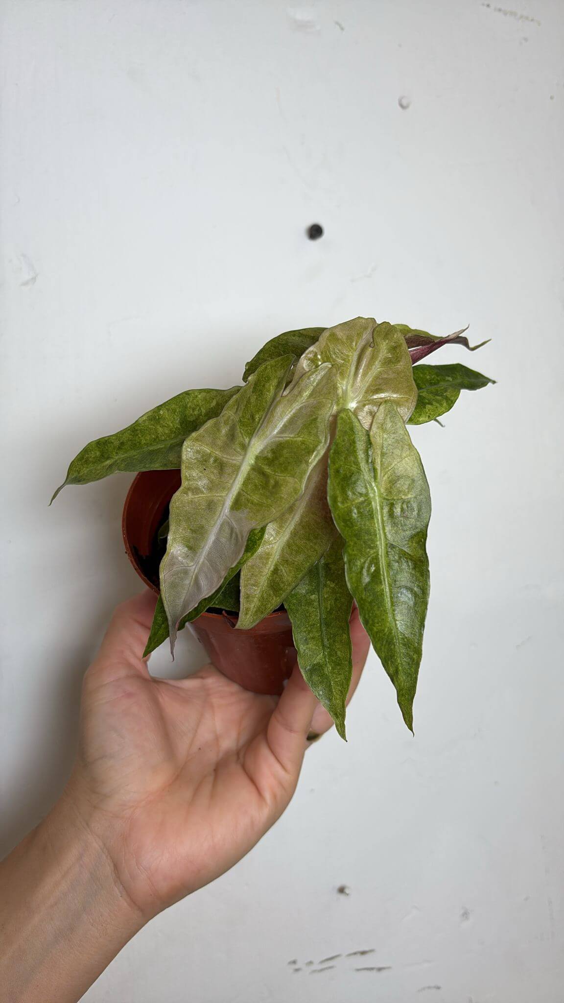 Alocasia amazonica variegated 4