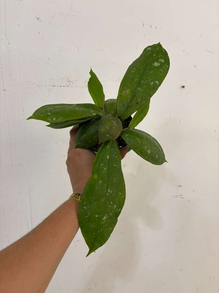 Hoya undulata 4”