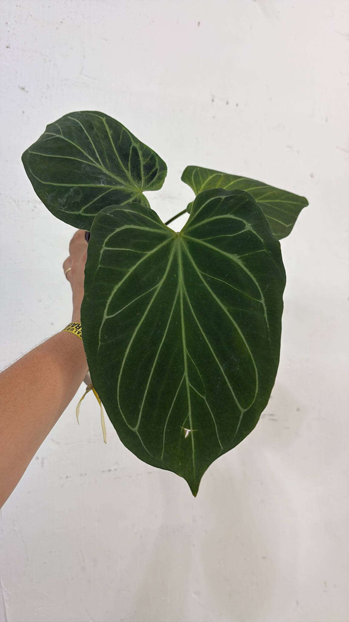 Anthurium King of spades 6”