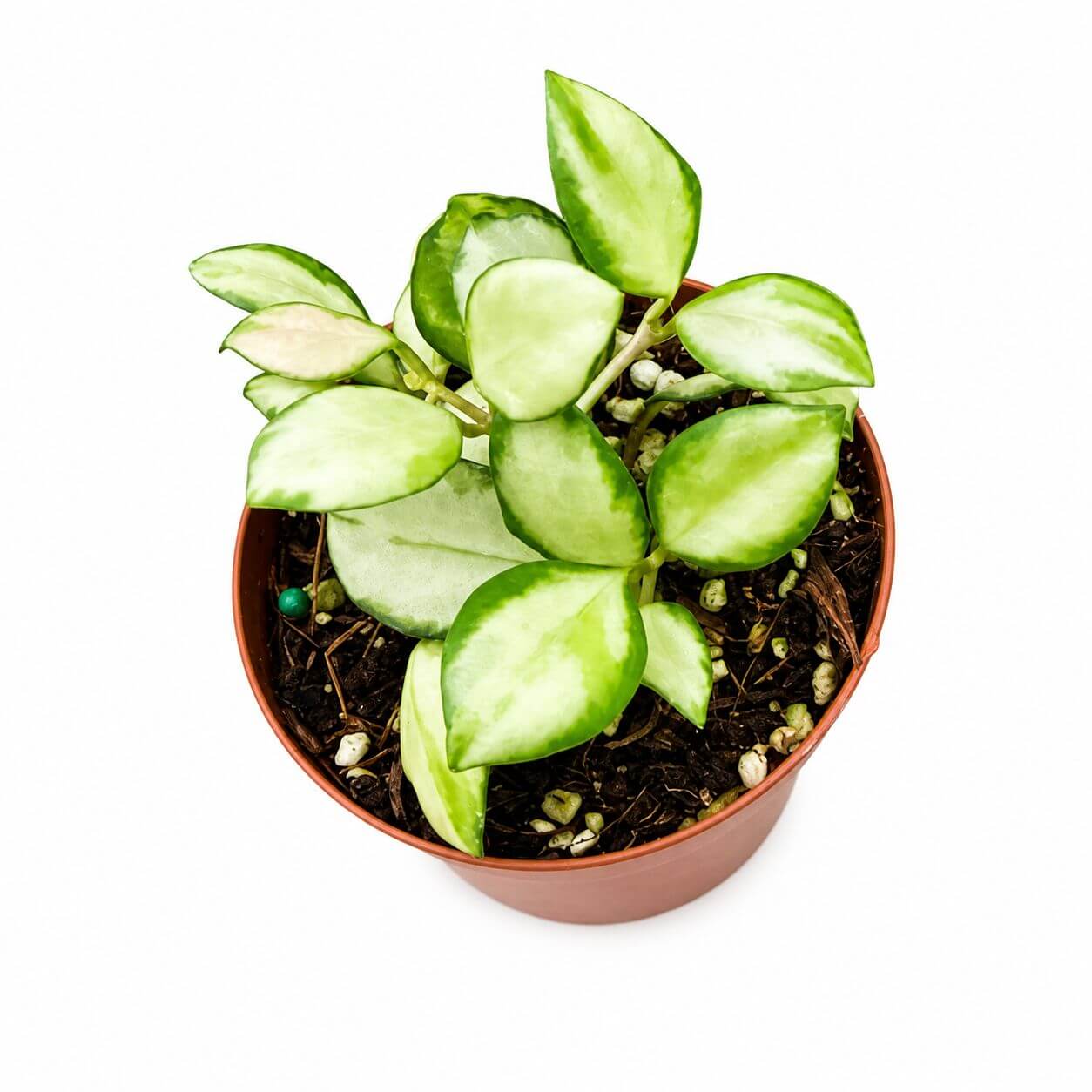 Hoya Heuschkeliana variegated 3”