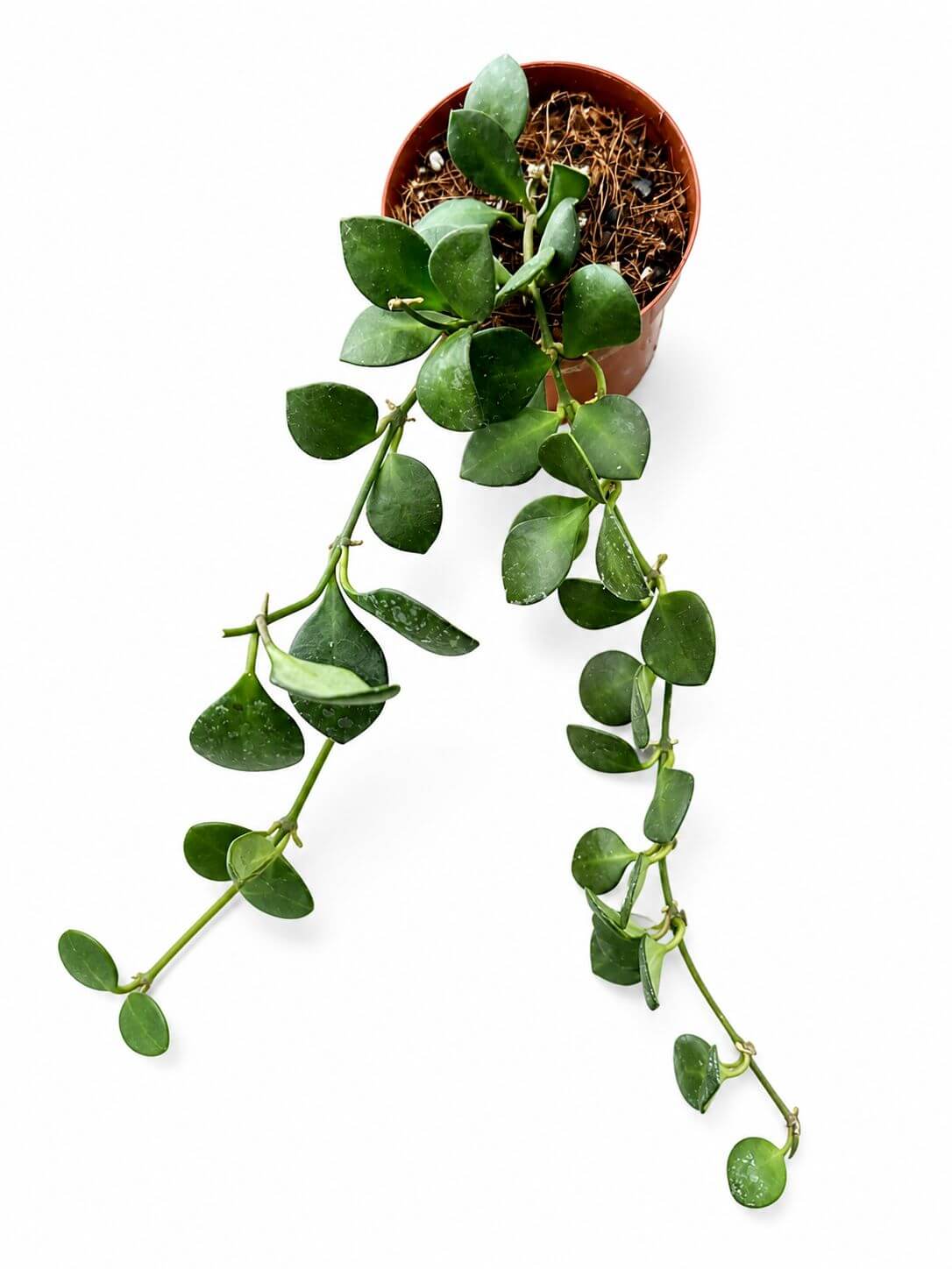 Hoya carmalae 3”
