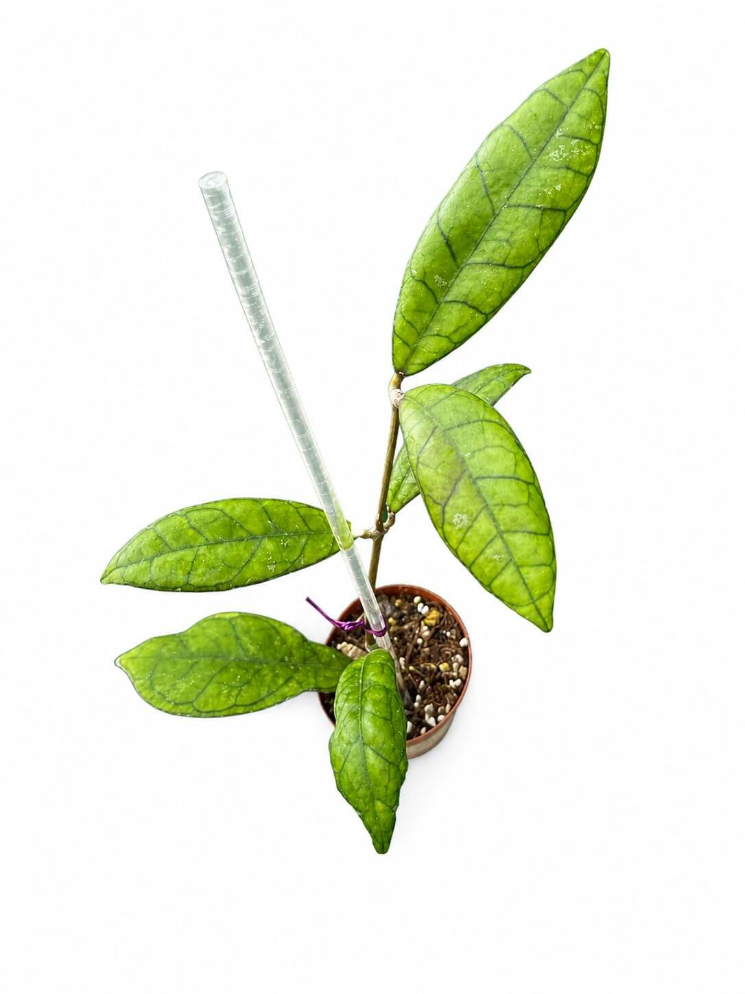 Hoya finlasoyni nova 3”