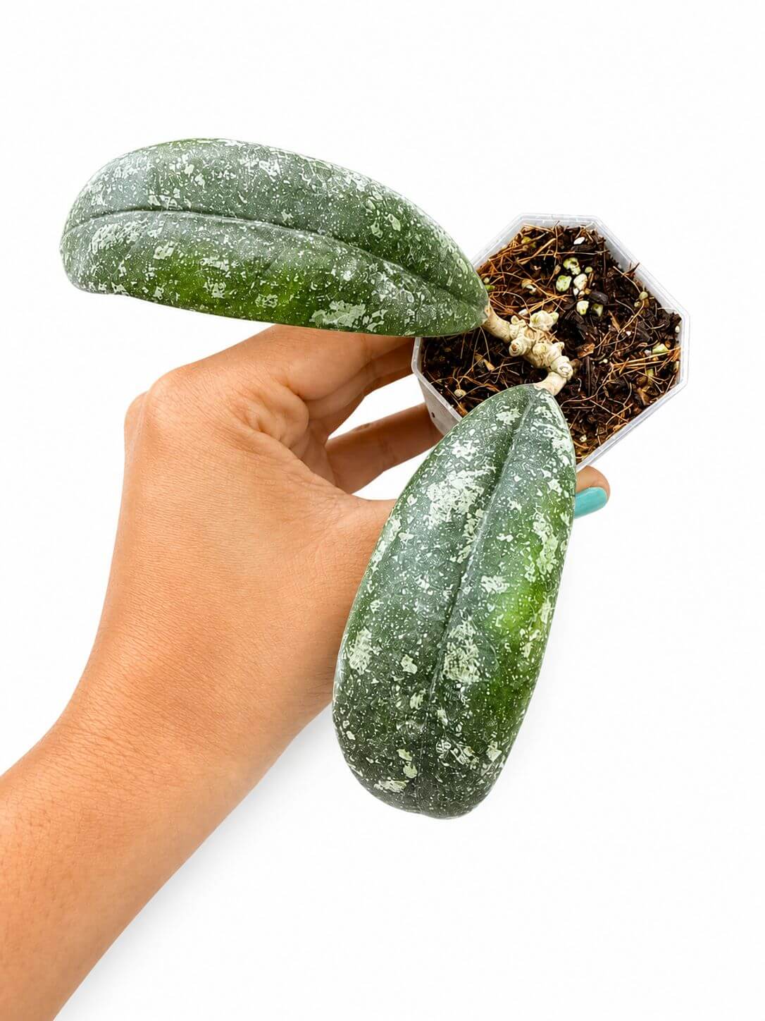 Hoya north Caudata 3”