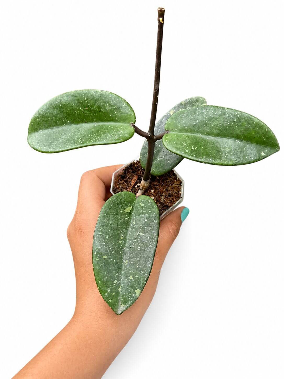 Hoya silver dollar splash 3”