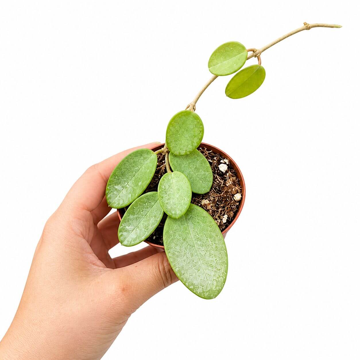 Hoya silver lady 3”
