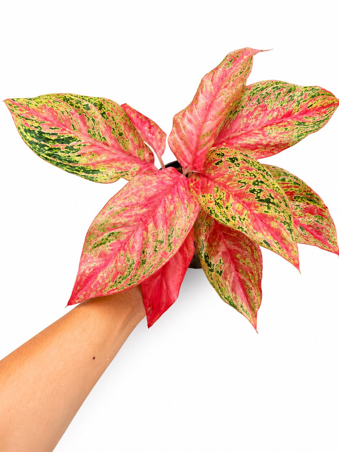 Aglaonema pink butterfly 4”