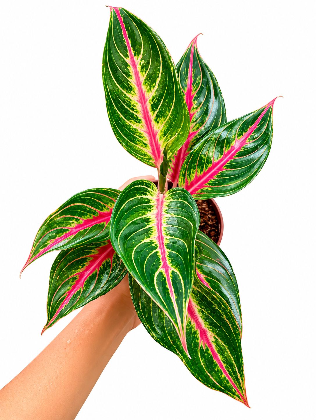 Aglaonema pink legacy 4”