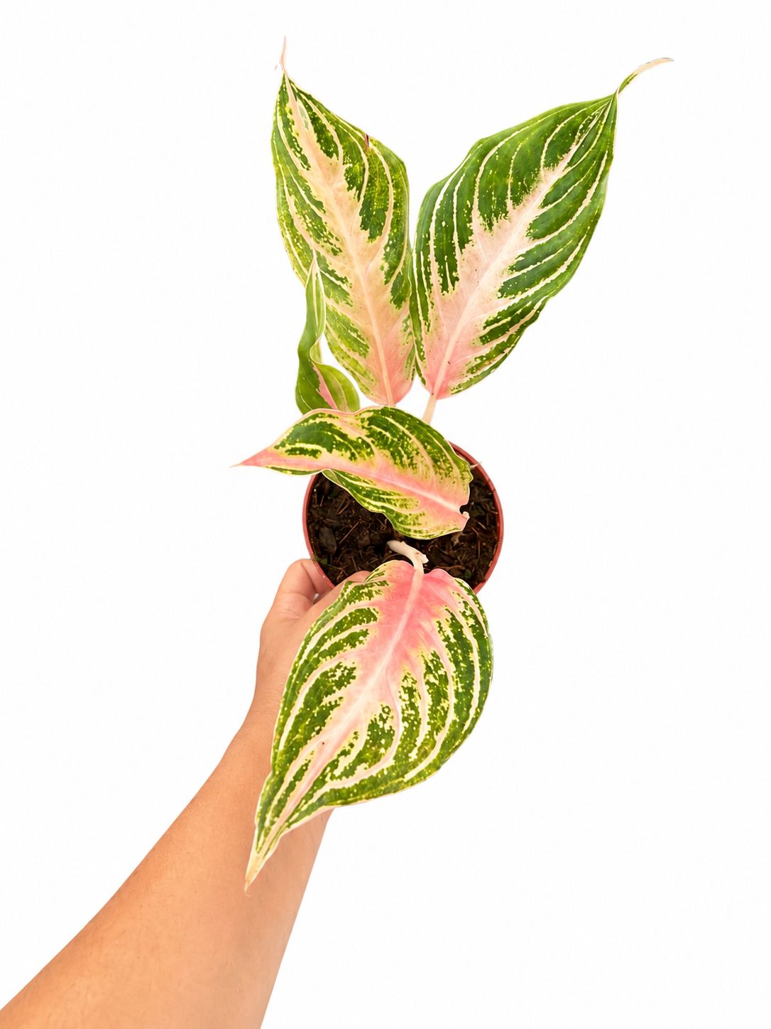 Aglaonema pink panama 4”