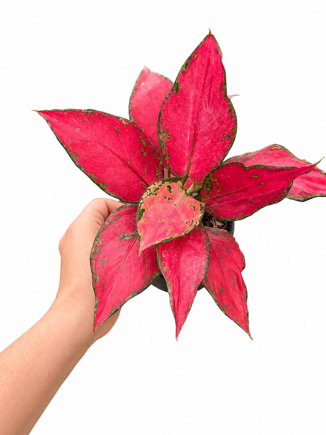Aglaonema super red 4”