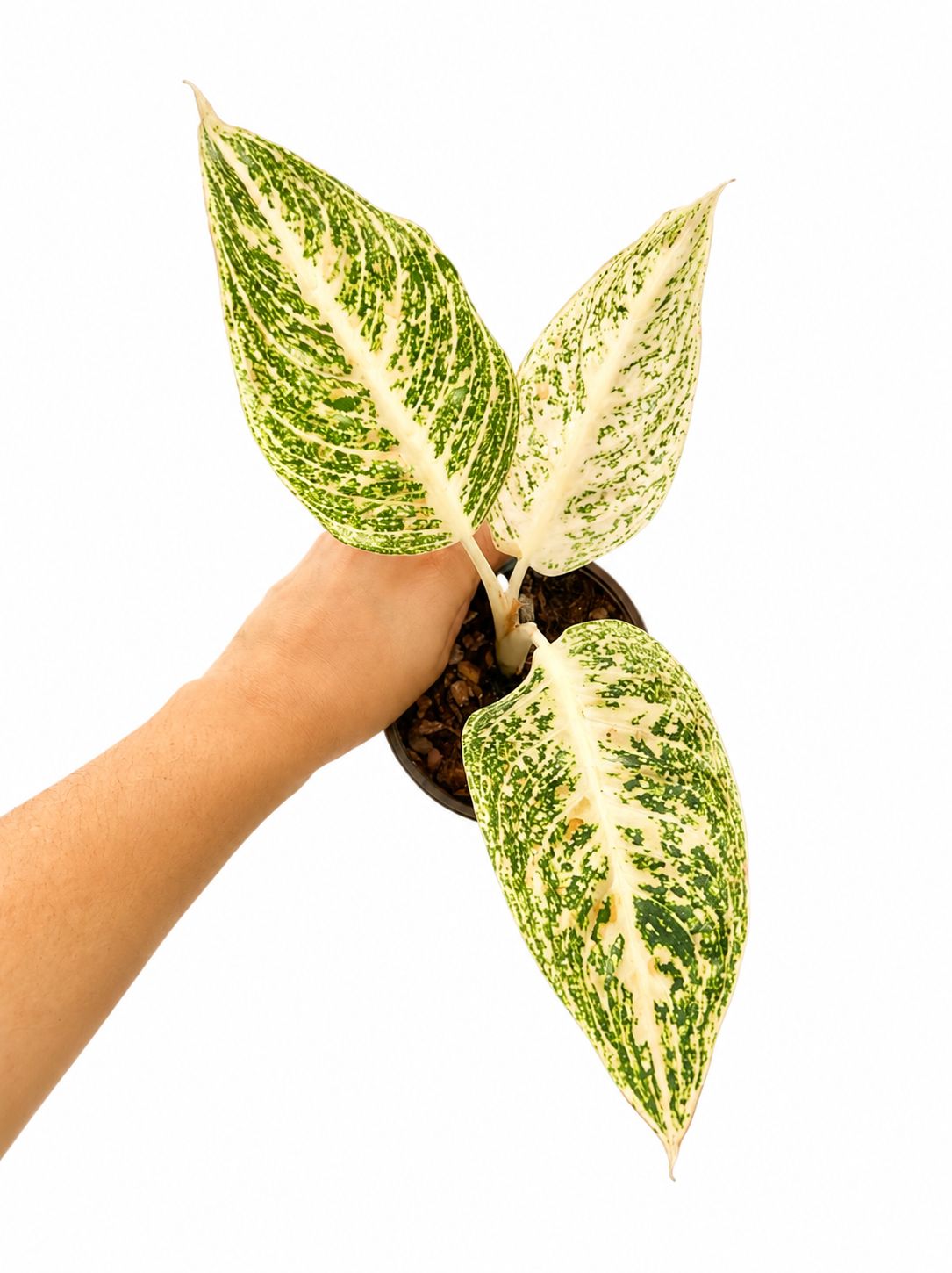 Aglaonema white legacy 3”