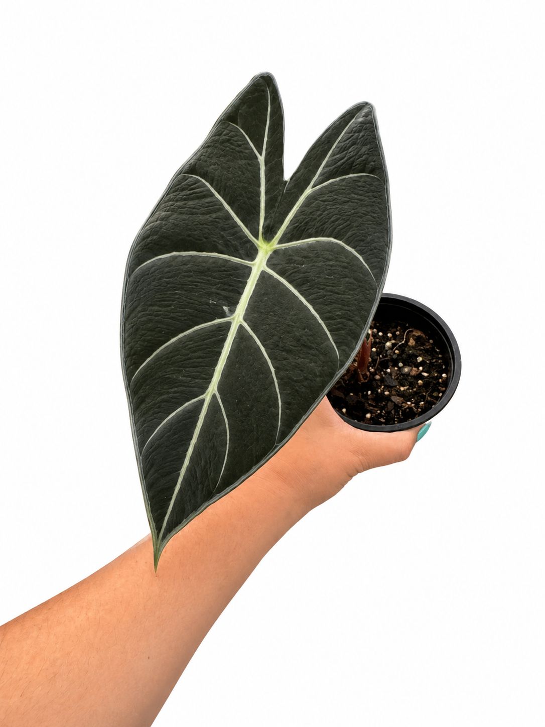 Alocasia Longiloba 4”