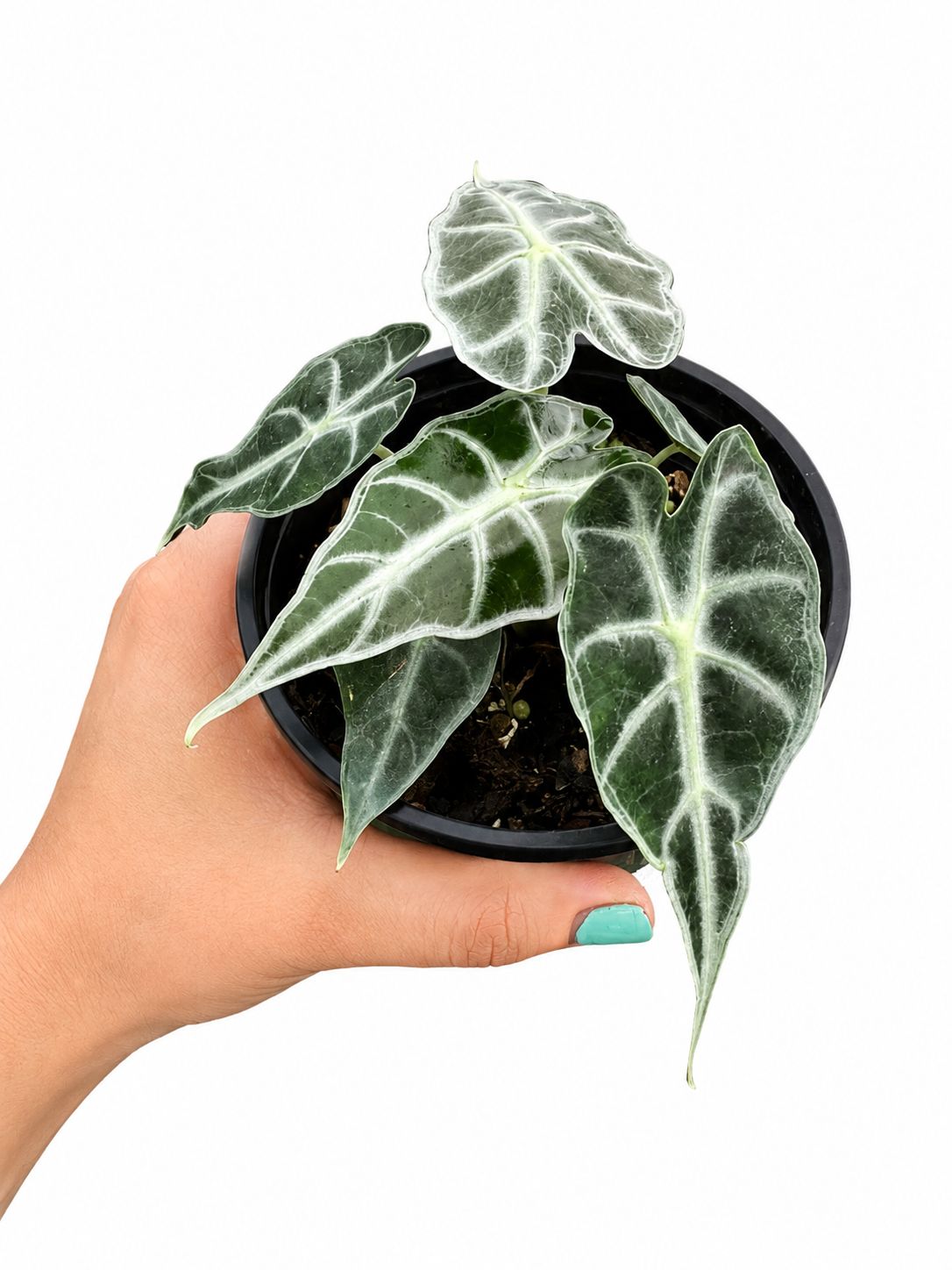 Alocasia Mandalay 4”