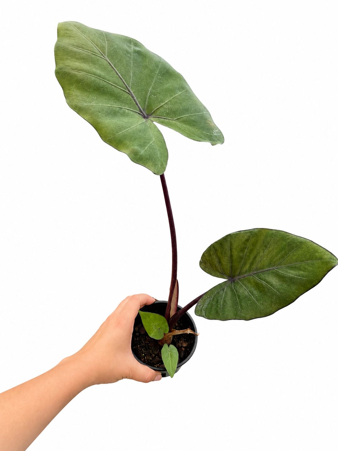 Alocasia Metalhead 4”