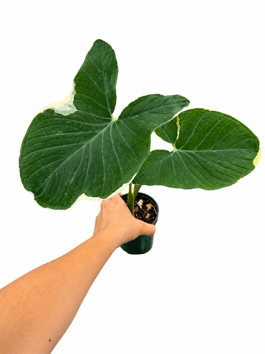 Alocasia Mickey Mouse 4”