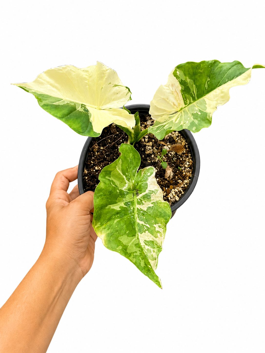 Alocasia Odora variegated 1GL