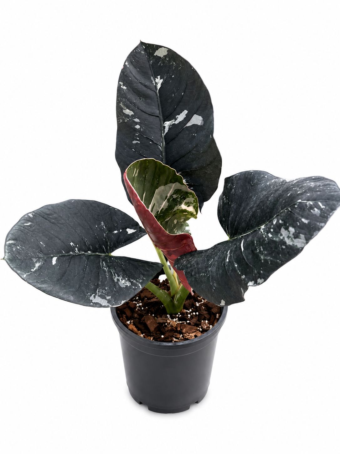 Alocasia Reginae variegated 6”