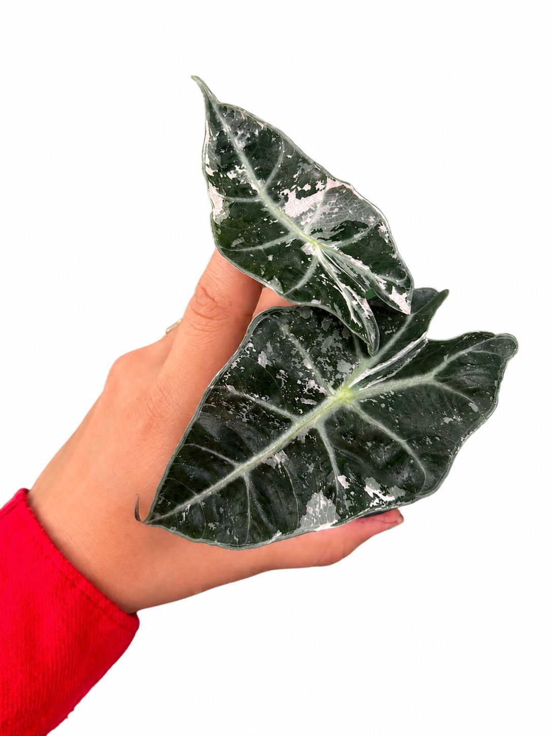 Alocasia amazonica Polly pink 3”