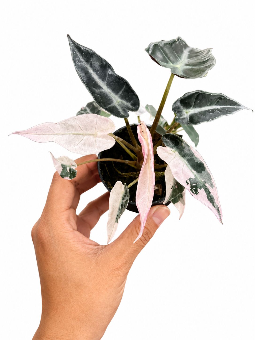 Alocasia bambino variegated 3”