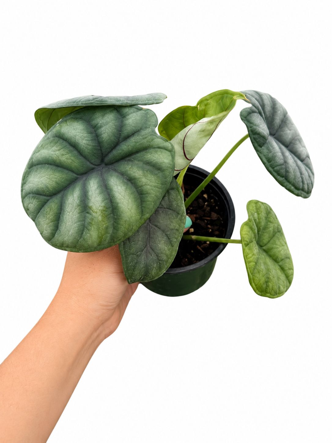 Alocasia dragon scale 4”