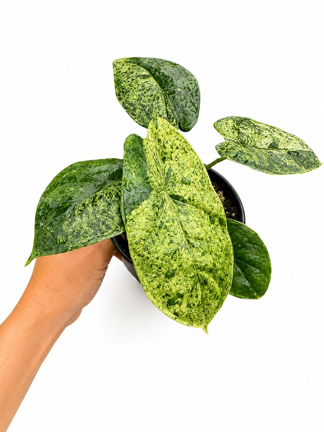 Alocasia dragon scale mint 4”