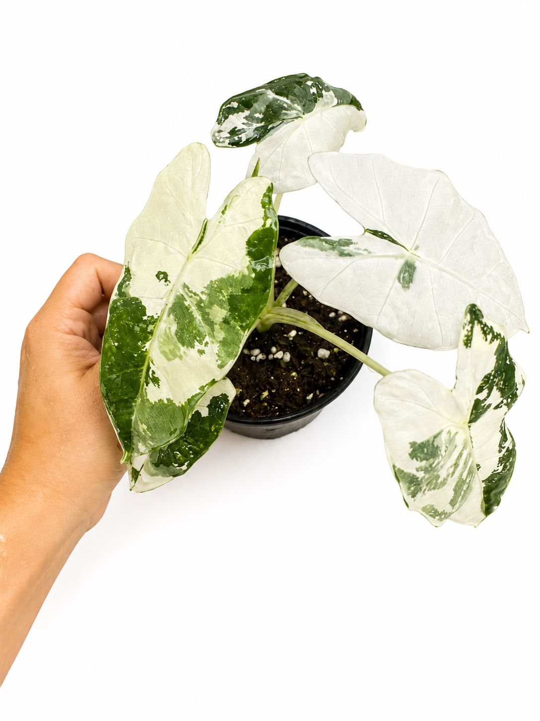 Alocasia frydek variegated 4”