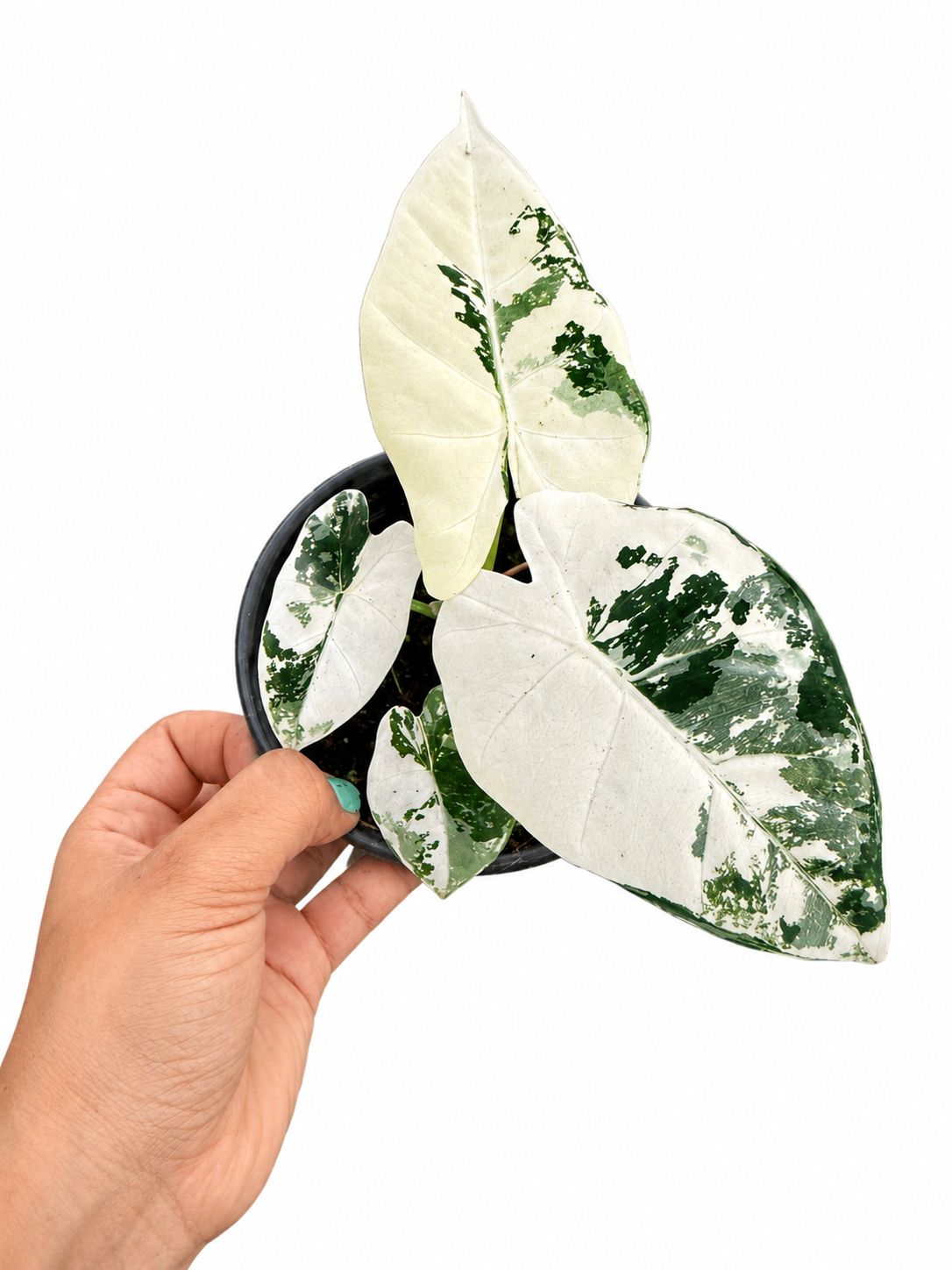 Alocasia frydek variegated 4”