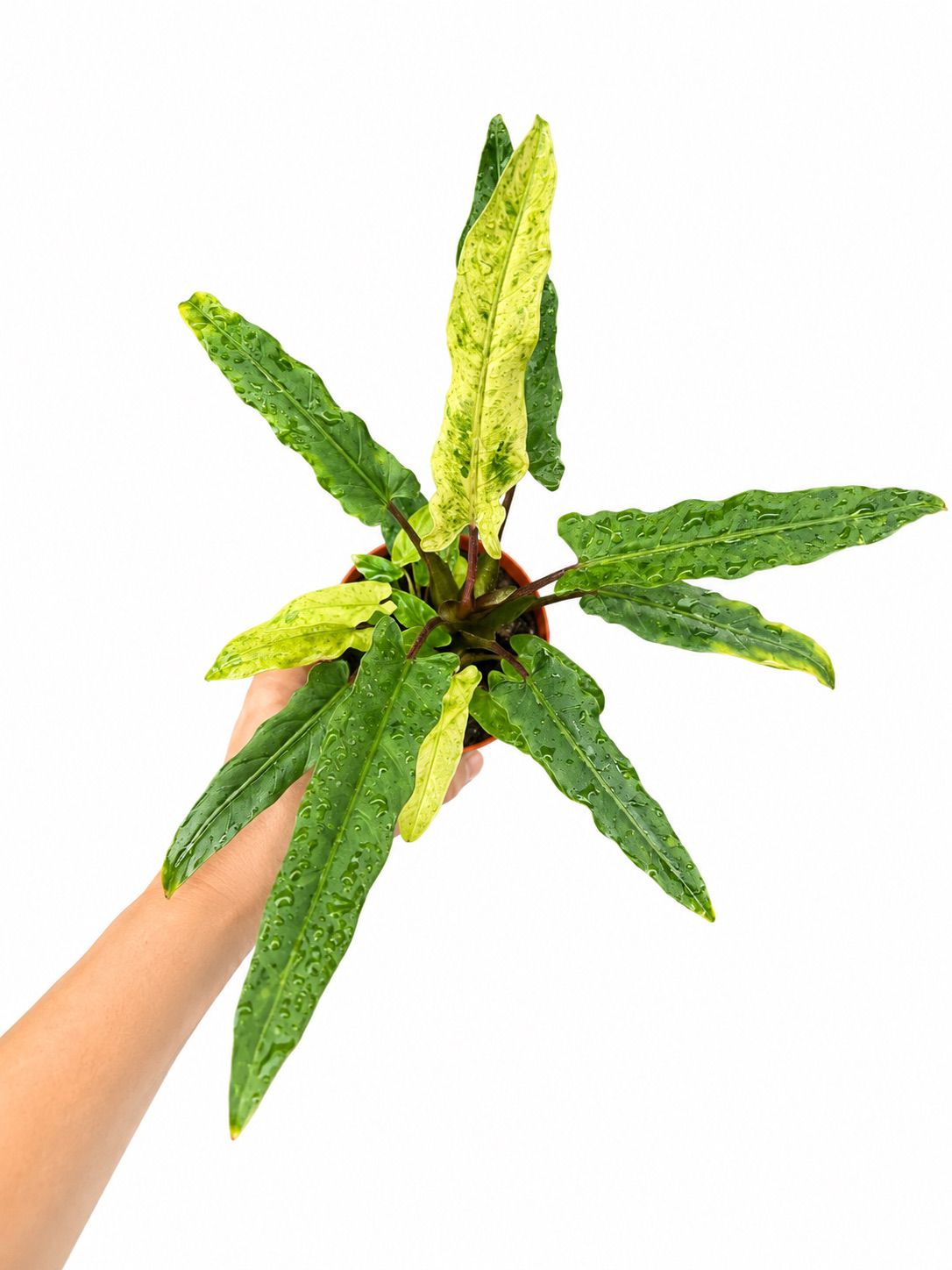 Alocasia lauterbachiana variegated 4”