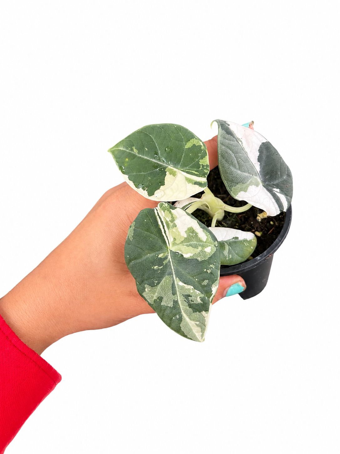 Alocasia maharani albo 3”