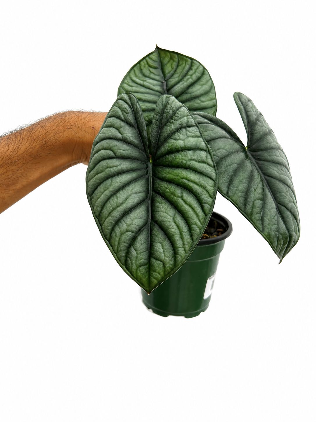 Alocasia nebula 4”