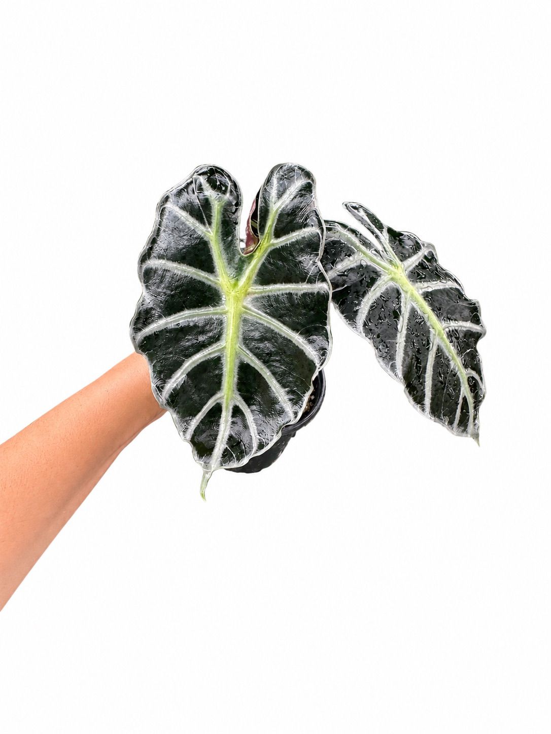 Alocasia parasol 4”