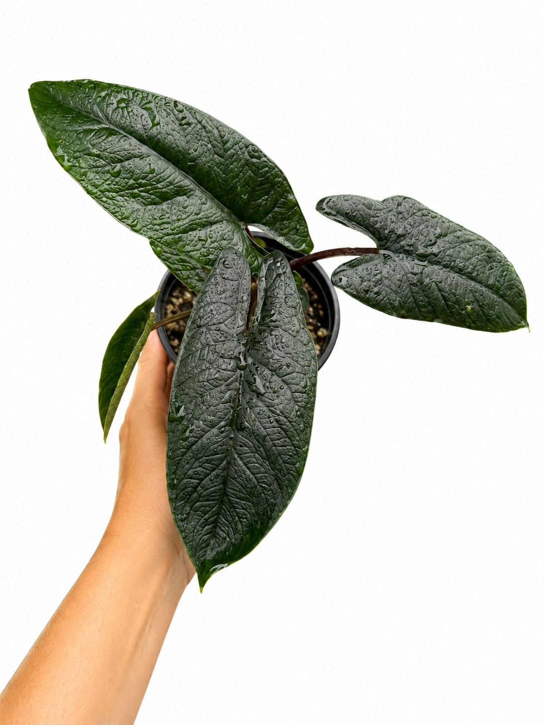 Alocasia scalprum 4”