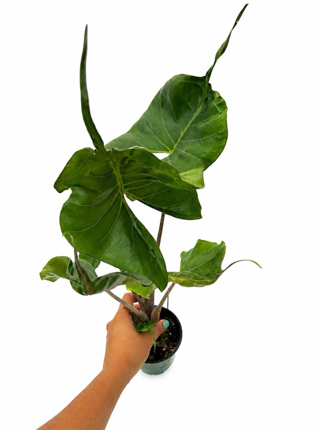 Alocasia stingray 4”